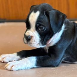 Chelsea - Brindle female Boxer puppy in Brock, Texas from Tommaso AKC Boxers