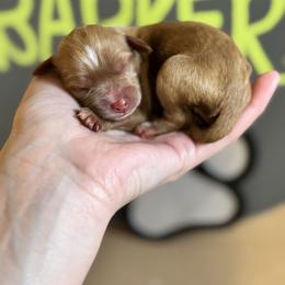 Scarlet - Apricot female Cavapoo puppy in Ville Platte, Louisiana from The Barkery