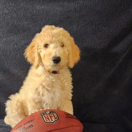 Goldendoodle Puppies from Hampton Blu Doodles