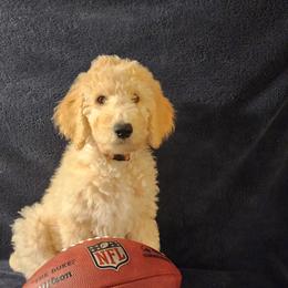 Goldendoodle Puppies from Hampton Blu Doodles
