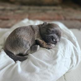 Shihpoo and Shih Tzu Puppies from The Luckie Puppy