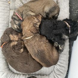 Sheepadoodle and Whoodle Puppies from Aisling Pups