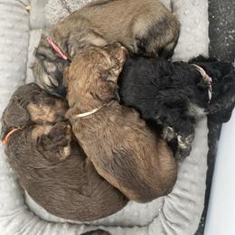 Sheepadoodle and Whoodle Puppies from Aisling Pups