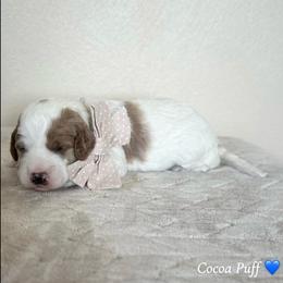 Cocoa Puff - Parti male Goldendoodle puppy in Crothersville, Indiana from Wischmeier’s Doodles