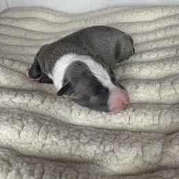 Goose - White and blue female Italian Greyhound puppy in Kentucky from Kentucky Greyhounds