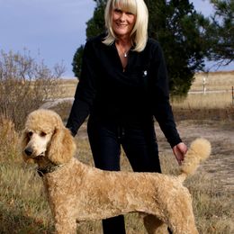Poodles from Waggin Tails Poodles