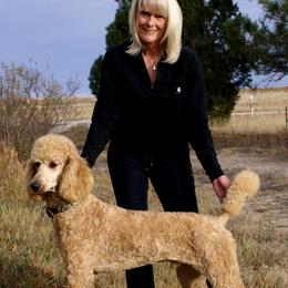 Poodles from Waggin Tails Poodles