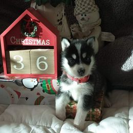 Siberian Husky Puppies from Morgan's Siberian Huskies