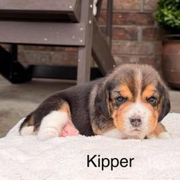 Kipper - Black tan and white male Beagle puppy in Mansfield, Missouri from Rippee Creek Kennel