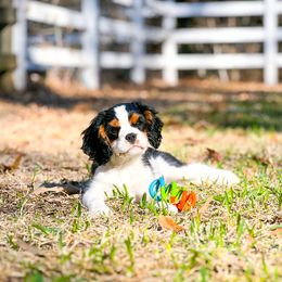 Cavalier King Charles Spaniel All Grown Up from MagPie Cavaliers