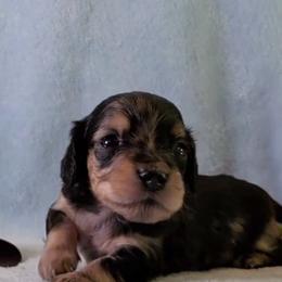 Boy 1 - Black and cream male Dachshund puppy in Mt. Sterling, Illinois from Doxie Do's