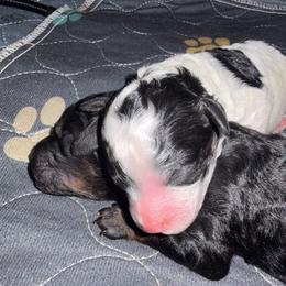 Opel - Parti male Poodle puppy in Mauston, Wisconsin from Quiverfull Acres