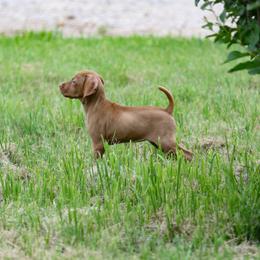 Girl-1 - Golden rust female Vizsla puppy in Albany, Texas from Big Country Kennels