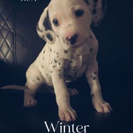 Winter - White and black Dalmatian puppy in Clinton, Missouri from Dalmatia BnB