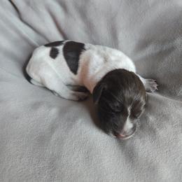 Ty - Liver roan male German Shorthaired Pointer puppy in Enfield, Illinois from Wilson Farm GSPs