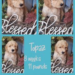 Boy 6 - Saint Berdoodle puppy in St. Maries, Idaho from Casseldoodles @ CasselFarm