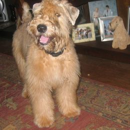 Soft Coated Wheaten Terrier Puppies from Cuilinn Wheatens