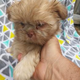 Boy 2 - Gold and white male Shih Tzu puppy in Eastanollee, Georgia from G & J Shih Tzu