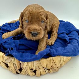 Cavapoo, Goldendoodle, and Poodle Puppies from New Moon Farm Canines