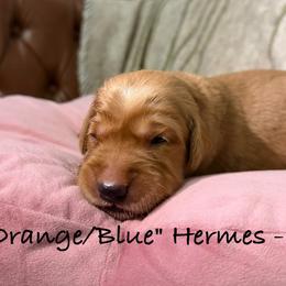 Hermes - Dark golden male Golden Retriever puppy in Weston, Missouri from Love is Golden