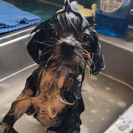 Samuel - Black and white male Shih Tzu puppy in Newport, Arkansas from Gina's Lil Zues and Yorkies Kennel