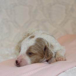 Girl 3 - Parti female Poodle puppy in Somerset, Ohio from Odyssey Pups