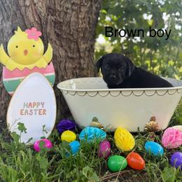 Brown boy - Black male Labrador Retriever puppy in Corning, California from Raven's Labradors