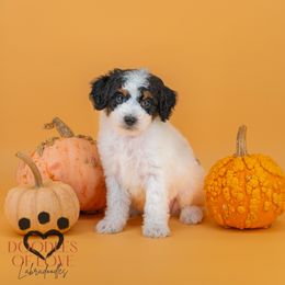 Comet - Tri-color male Labradoodle puppy in Travelers Rest, South Carolina from Doodles of Love Labradoodles