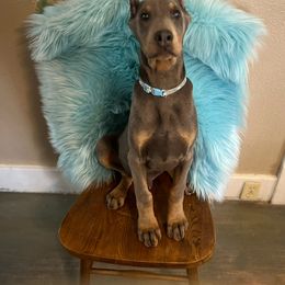 Doberman Pinscher Puppies from Morningstar Kennel