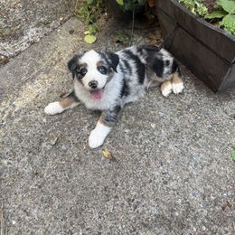 Spot - Blue merle male Australian Shepherd puppy in Yelm, Washington from Country Rose Australian Shepherds