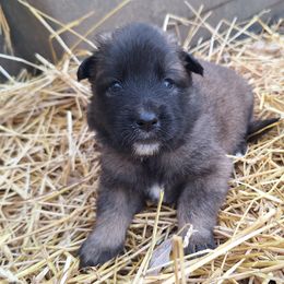 Red Boy - Belgian Tervuren puppy from Katahdin Kennel Belgian Tervurens