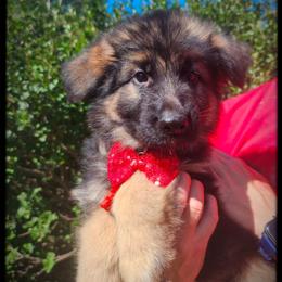 Cinnamon - Black and tan male German Shepherd puppy in Fort Jennings, Ohio from Von Holtzapple German shepherds