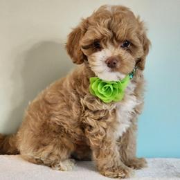 Rose - Red female Cockapoo puppy in Louisburg, North Carolina from Raven Oak's Mini Cockapoos and Mini Dachshunds