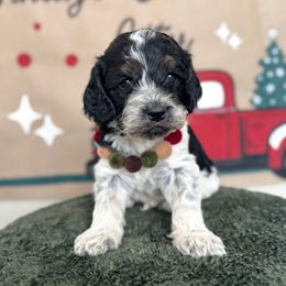 Bing Crosby - Blue roan and tan male Cockapoo puppy in Bountiful, Utah from EasyBreezyDoodles