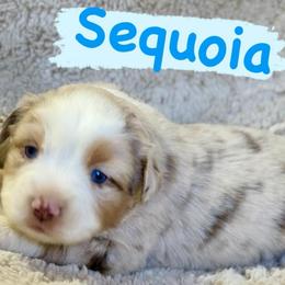 Sequoia - Red merle male Miniature Australian Shepherd puppy in South Central, Pennsylvania from Windy Hills Mini Aussies & Doodles