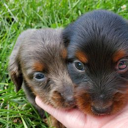 Dachshunds from Dandy Doxies of KY