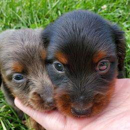 Dachshunds from Dandy Doxies of KY