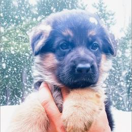 Female Puppy 1 - Black and red female German Shepherd puppy in Pocono Ranch Lands, Pennsylvania from Vom Haus Pharoah German Shepherd