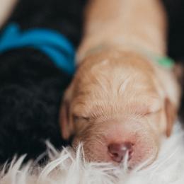 Bernedoodle Puppies from Southern Oak Breeder LLC