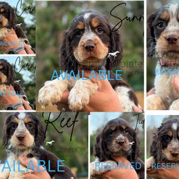 English Springer Spaniels and German Shorthaired Pointers from The Proper Pointer Co.