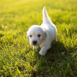 Boy 5 - Light golden male Golden Retriever puppy in Waco, Texas from Coconut Cream Goldens