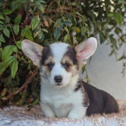 Brody - Black and tan male Pembroke Welsh Corgi puppy in Caliente, California from Rafter Cross 7