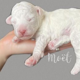 Aussiedoodle and Goldendoodle Puppies from Doodles of Paradise