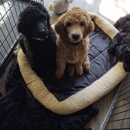 Poodle Puppies from Standard Poodles of Forest Lakes