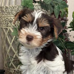 Hershey - Chocolate tan and white male Biewer Terrier puppy in Oklahoma from Rocky Oak Cavaliers & Biewer Terriers LLC