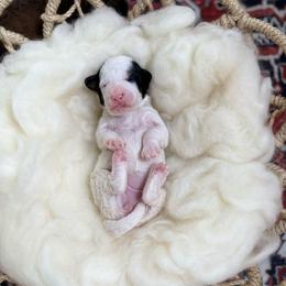 Shyanne - Parti female Poodle puppy in Ault, Colorado from The Peaks Premium Poodles