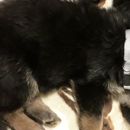 German Shepherd Puppies from Von Jo-Rielle Kennel