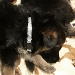 German Shepherd Puppies from Von Jo-Rielle Kennel