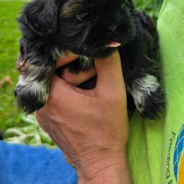 Shih Tzu puppies from Cutie Pie Shih Tzus