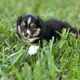 Miniature Australian Shepherd Puppies from Fuller’s Fluffy Friends